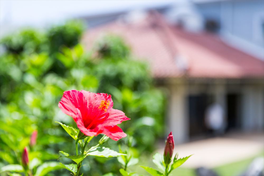 ART 石垣岛酒店_庭院 / 芙蓉花