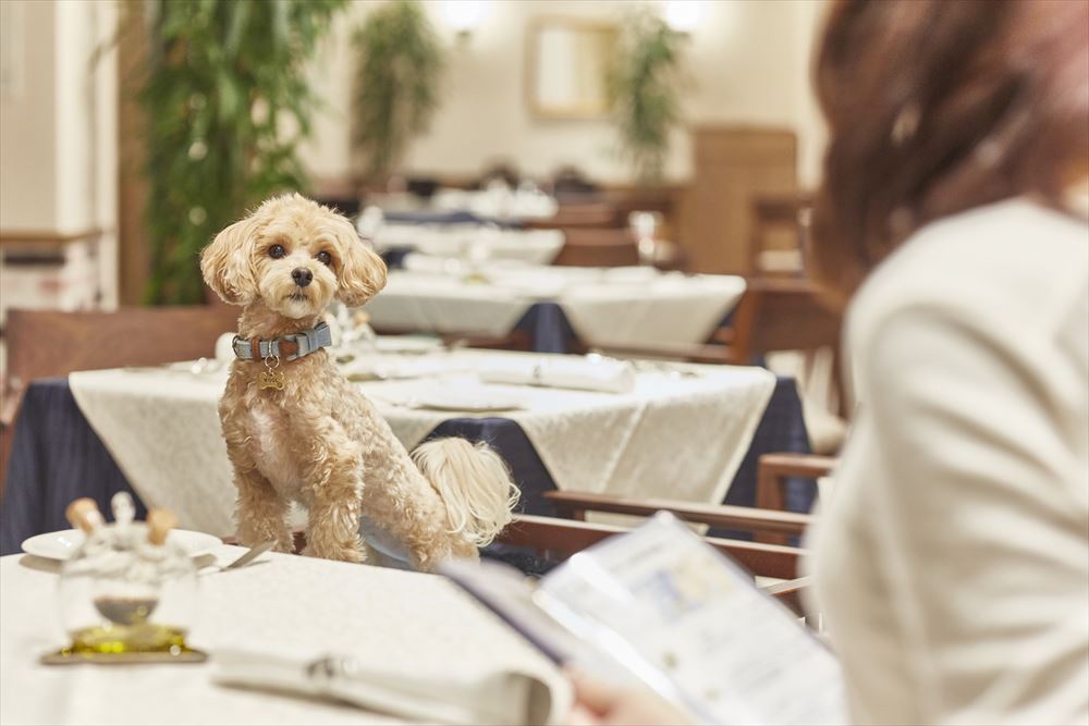 ルシアン旧軽井沢_レストランも愛犬と一緒のテーブルで。